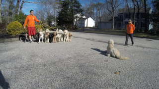 Illustration for article titled The Best Dog Training Methods